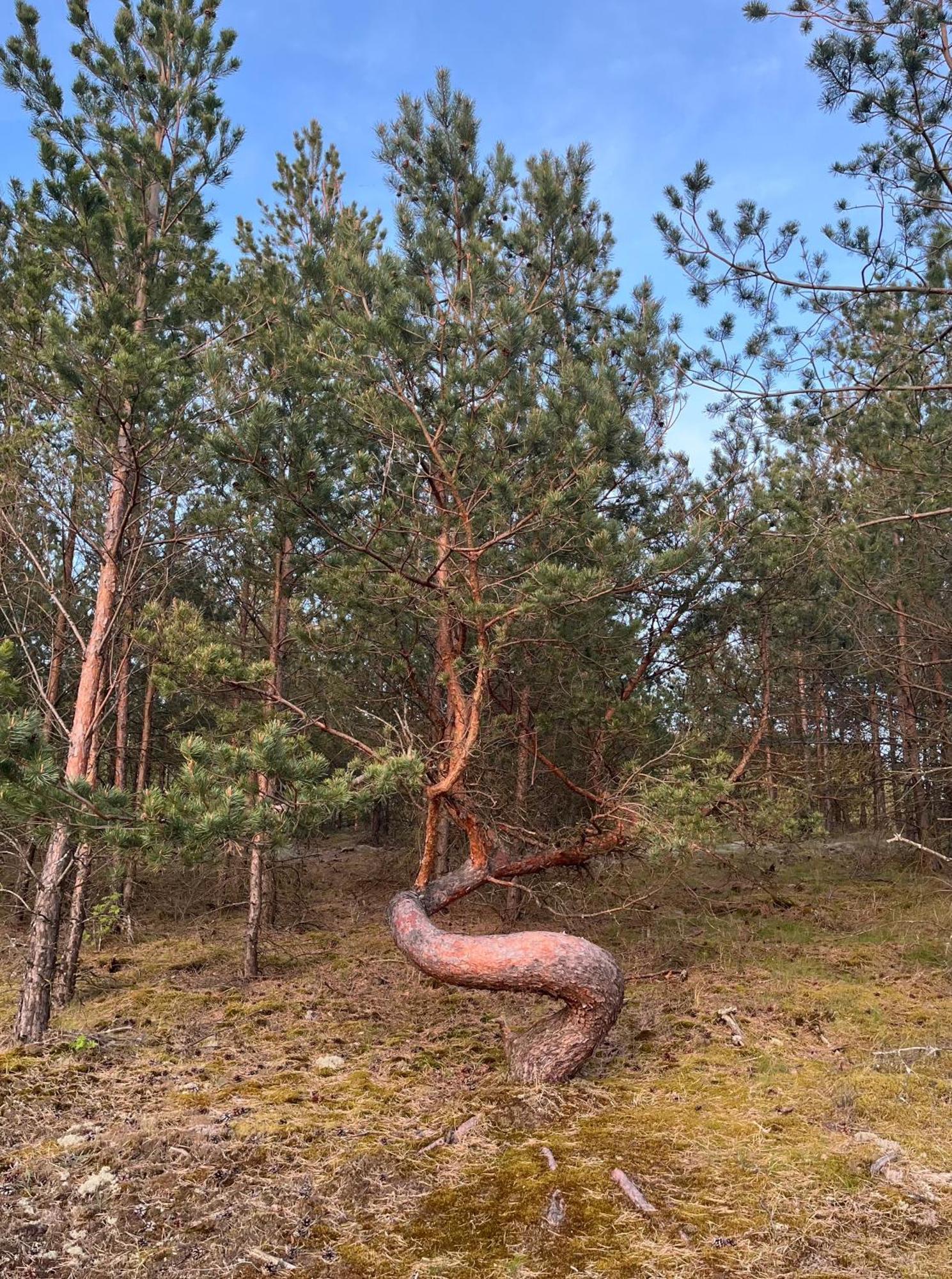 Vila May Juodkrantė Zewnętrze zdjęcie